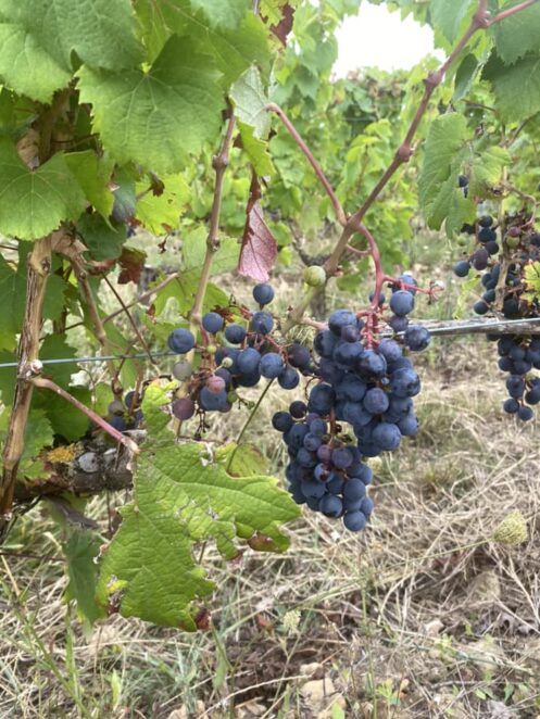 {{brizy_dc_image_alt imageSrc=