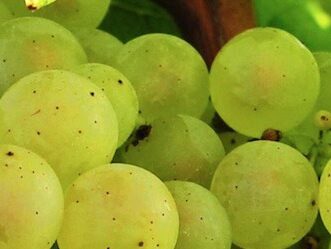 {{brizy_dc_image_alt entityId=