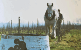 domaine-des-bois-lucas_11