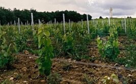 domaine-des-bois-lucas_3