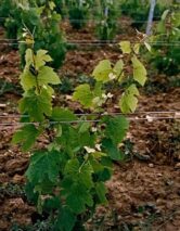domaine-des-bois-lucas_4